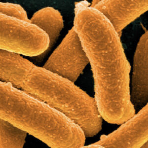 bilim insanlari bugune kadarki en sentetik canliyi olusturdu PnwScA3A