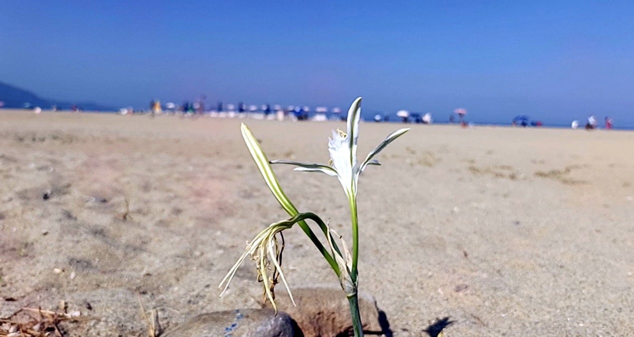 bu cicegi koparmanin bedeli yarim milyon tlden fazla AUiupABZ