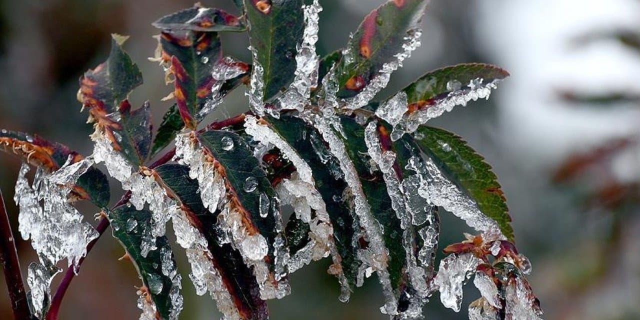 zirai don destek odemesi resmi gazetede kimler faydalanacak 8i3ajGRL