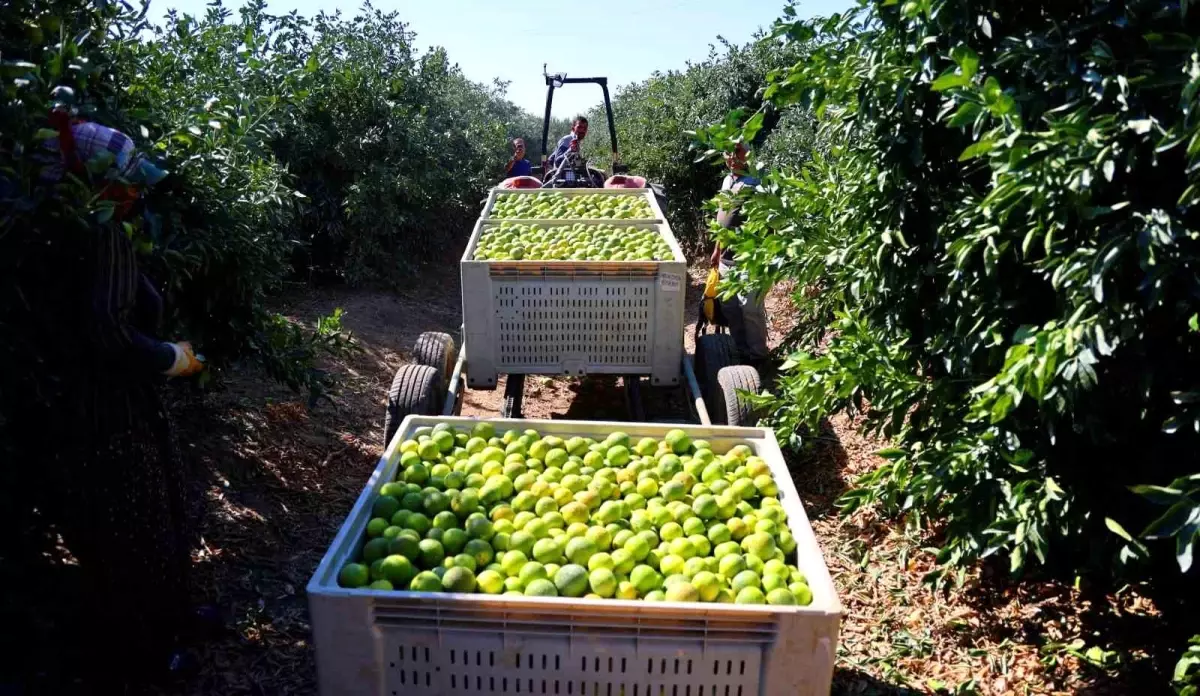 adanada erkenci mandalina hasadi basladi verim yuksek xOhmaIXw