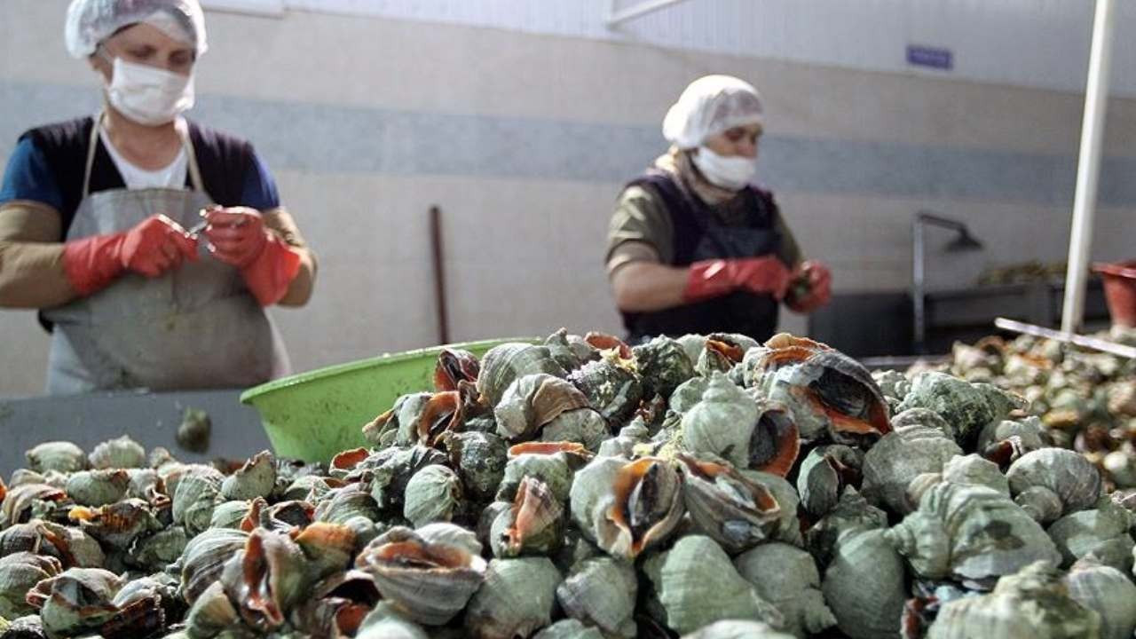 deniz salyangozu ihracati 9 ayda 107 milyon dolar kazandirdi bXeTxpLz.jpg