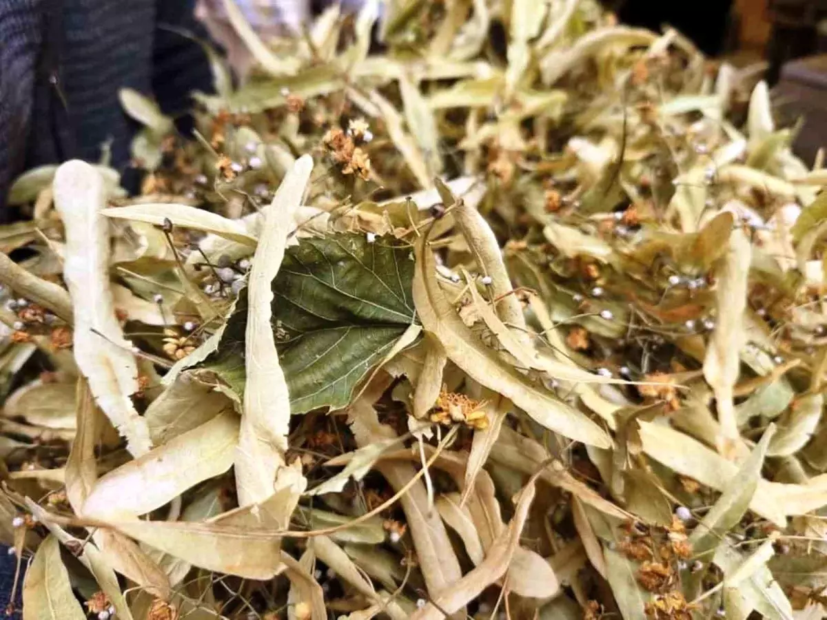 ihlamur kis aylarinin vazgecilmezi kilosu 1500 tl DbzFqZFq