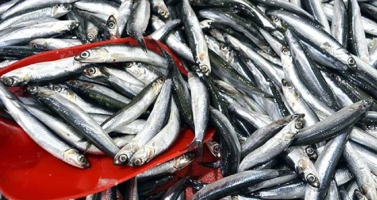 sinopta balikci tezgahlari doldu 150 liradan satiliyor 1JLTHzct