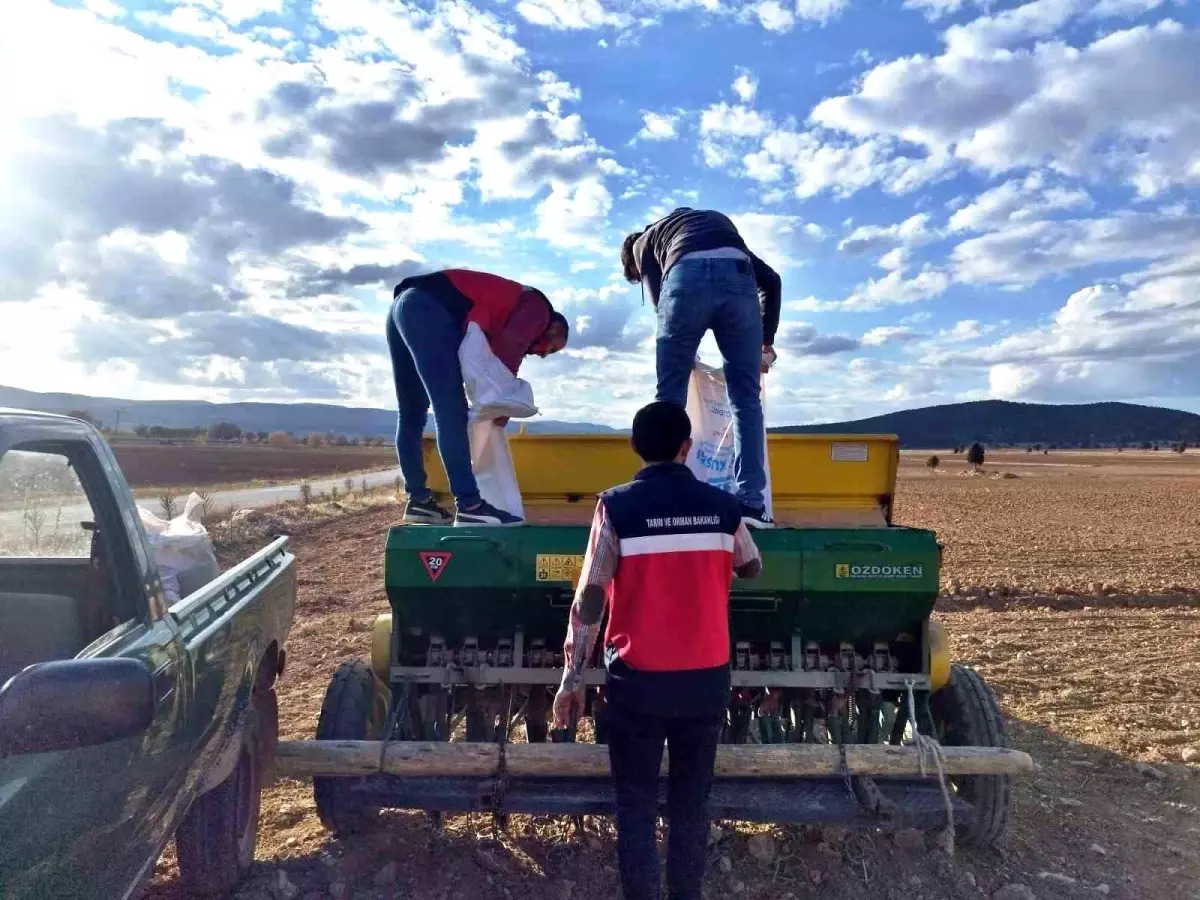 cavdarhisarda tohum dagitimi ve ekim calismalari basladi UfqNSr4S.jpg