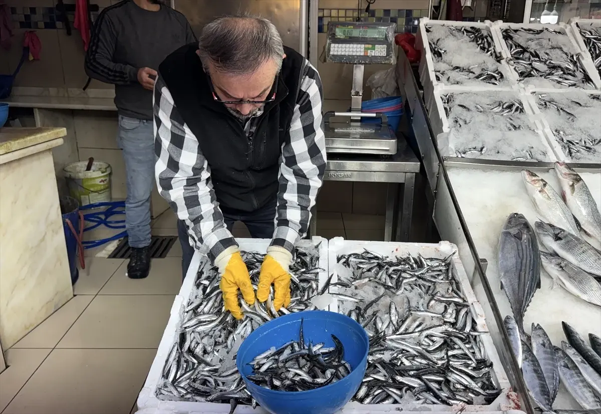 sinopta hamsi fiyatlari dustu FGZIkBjK.jpg