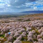 darendede-kayisi-bahceleri-cicek-acti-9i53cBX7