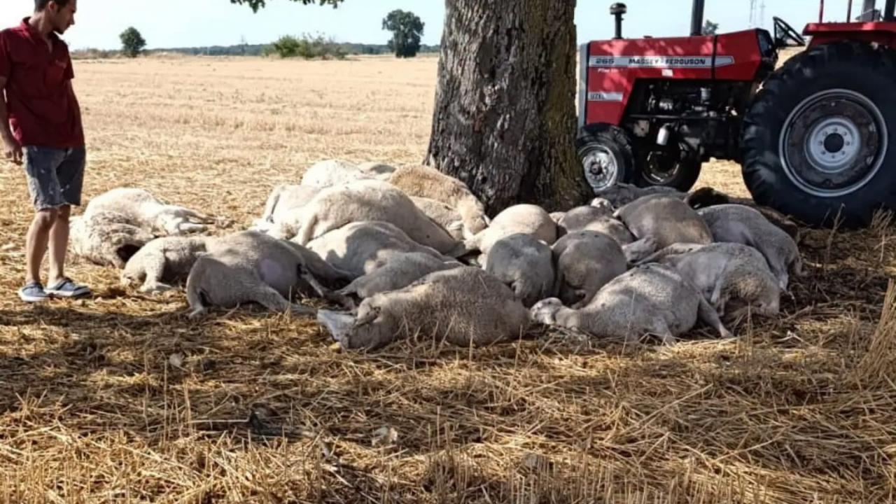 Edirnede yildirim dusen agacin altindaki 30 koyun oldu VBVhdFen